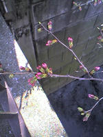 本日の桜